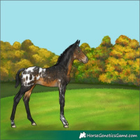 Horse Color:Gray Buckskin Tobiano Appaloosa 