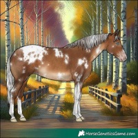 Horse Color:Gray White Spotted Silver Sable Champagne Tobiano
