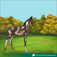 Horse Color:Gray White Spotted Liver Chestnut 