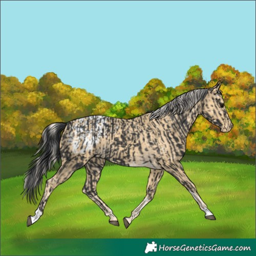 Horse Color:Black Tobiano  and Palomino Appaloosa Rabicano 