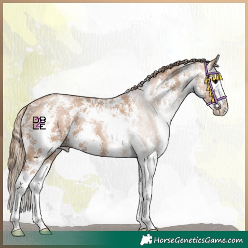Horse Color:Black Pearl Sabino Splash 