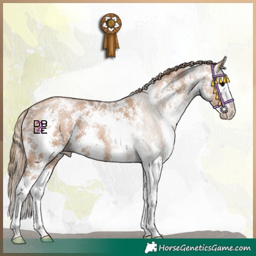 Horse Color:Black Pearl Sabino Splash 
