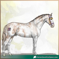 Horse Color:Black Pearl Sabino Splash