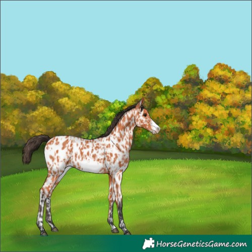 Horse Color:Bay Frame Appaloosa  and Bay Frame Appaloosa 