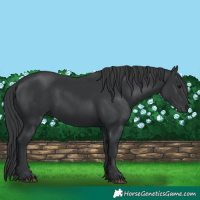 Horse Color:Black 