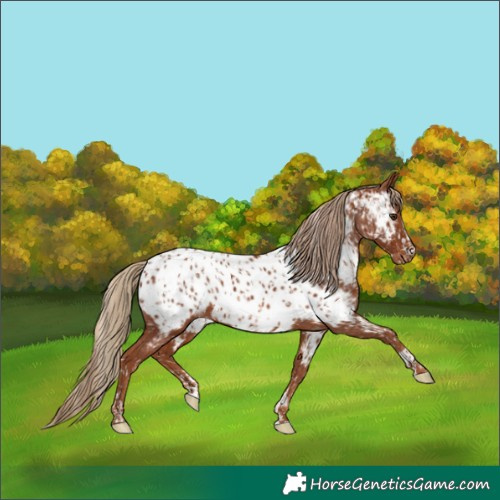 Horse Color:Chestnut Appaloosa and Chestnut Appaloosa