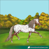 Horse Color:Chestnut Appaloosa  and Chestnut Appaloosa 
