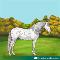 Horse Color:Chestnut Near Leopard  and Chestnut Near Leopard 