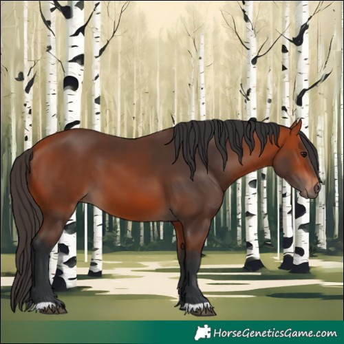 Horse Color:Bay 