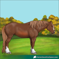 Horse Color:Chestnut 