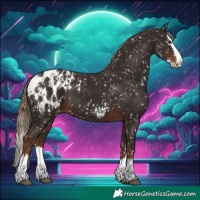 Horse Color:Liver Chestnut Appaloosa and Liver Chestnut Splash Appaloosa