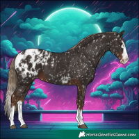 Horse Color:Liver Chestnut Appaloosa and Liver Chestnut Splash Appaloosa