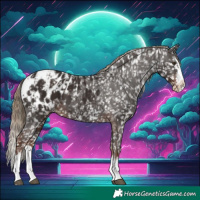 Horse Color:Liver Chestnut Appaloosa  and Liver Chestnut Splash Appaloosa 