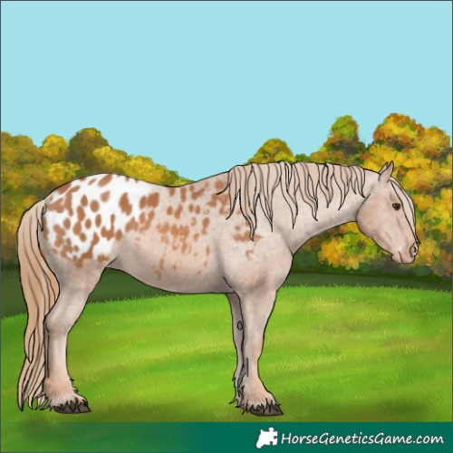 Horse Color:Chestnut Appaloosa 