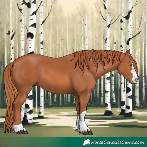 Horse Color:Chestnut 