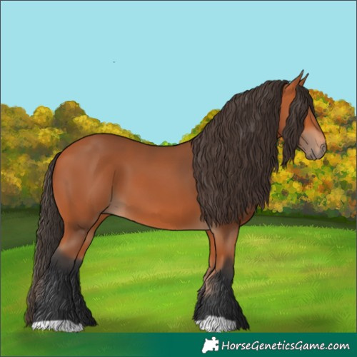 Horse Color:Bay 