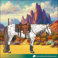 Horse Color:Chestnut Appaloosa  and Gray Chestnut Appaloosa 