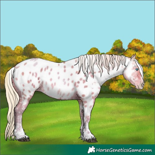 Horse Color:Watercolor White Spotted Silver Brown Ice Snowdrop Sabino Appaloosa Rabicano 