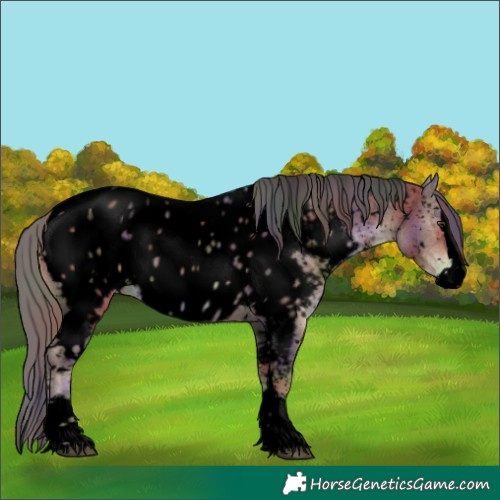Horse Color:Void Nacre White Spotted Liver Chestnut Ice Sabino Splash Appaloosa 
