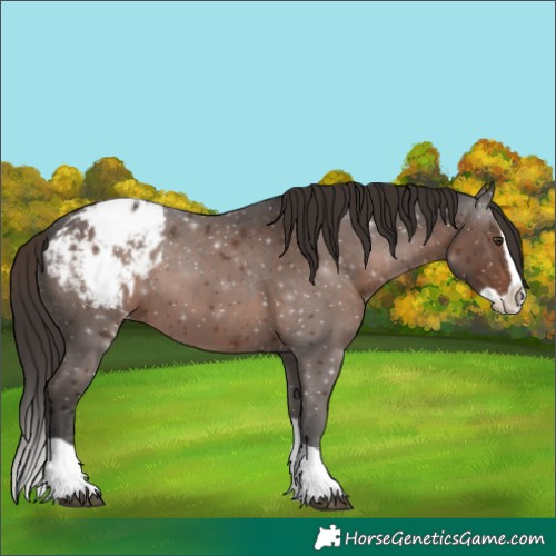 Horse Color:Liver Chestnut Splash Appaloosa 