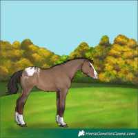 Horse Color:Liver Red Dun Splash Appaloosa 