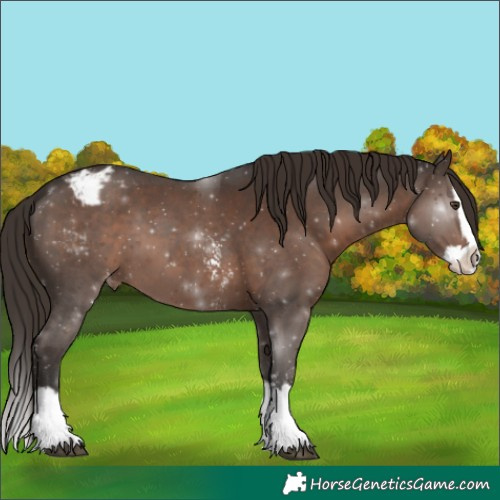 Horse Color:Liver Chestnut Sabino Splash Appaloosa 