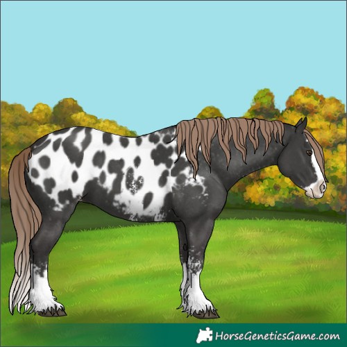 Horse Color:Liver Chestnut Sabino Splash Appaloosa