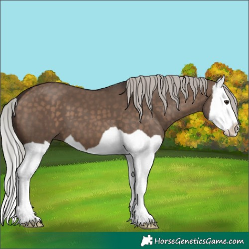 Horse Color:Silver Brown Dun Splash