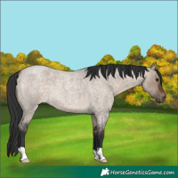 Horse Color:Brown Roan Dun 