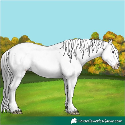 Horse Color:Brown Chinchilla Sabino Splash Appaloosa 