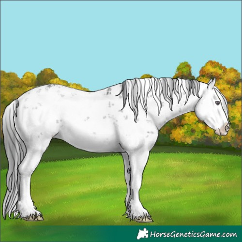 Horse Color:White Spotted Brown Chinchilla Sabino Splash Appaloosa 