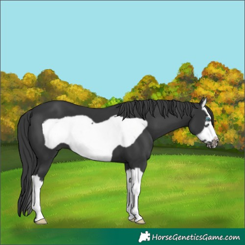 Horse Color:Black Splash Frame 