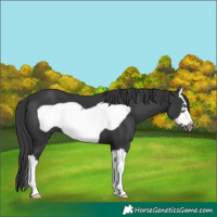 Horse Color:Black Splash Frame 