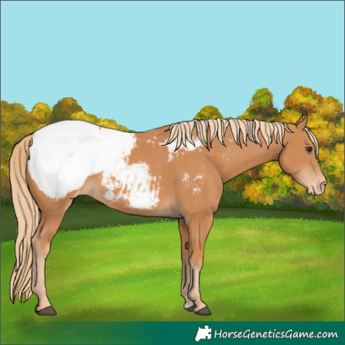 Horse Color:Chestnut Appaloosa 
