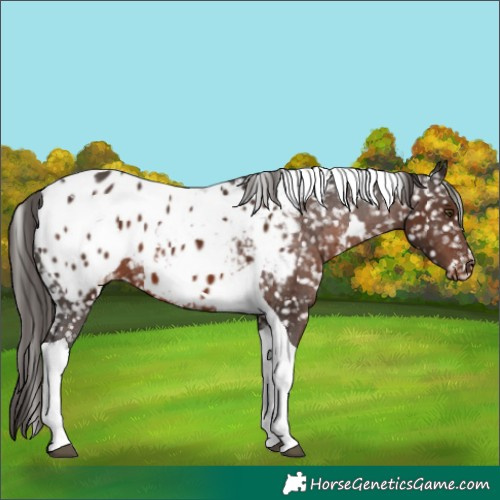 Horse Color:White Spotted Liver Chestnut Tobiano Blanket