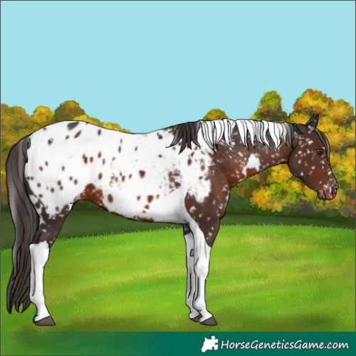 Horse Color:White Spotted Liver Chestnut Tobiano Appaloosa