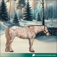 Horse Color:Chestnut Appaloosa and Red Dun Appaloosa