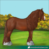 Horse Color:Chestnut 