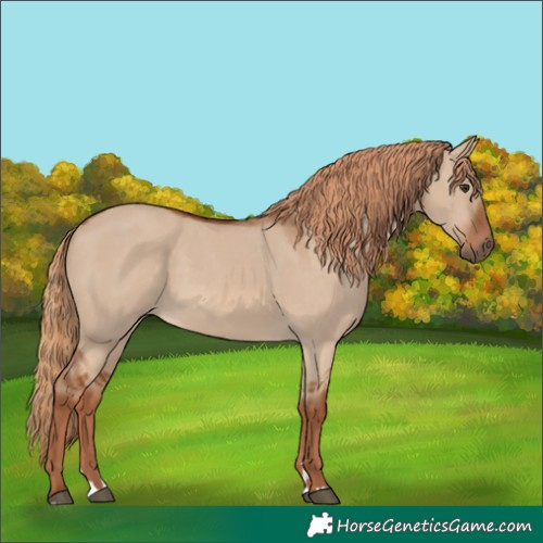 Horse Color:Red Dun