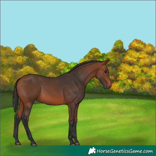 Horse Color:Bay 