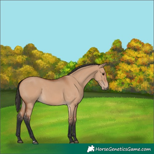 Horse Color:Bay Dun
