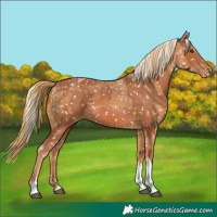 Horse Color:Chestnut Snowflake Varnish and Chestnut Snowflake Varnish