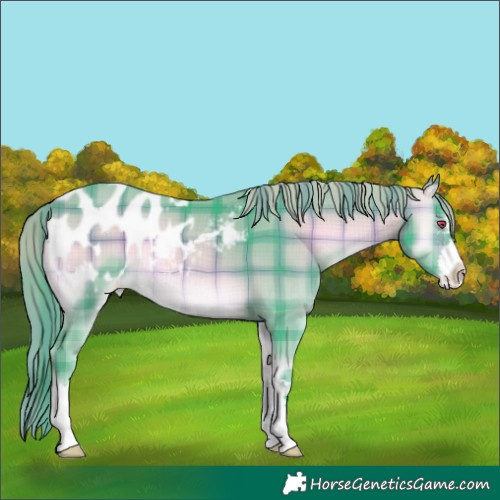Horse Color:Watercolor Plaid  Brown Chinchilla Onyx Mushroom Appaloosa 