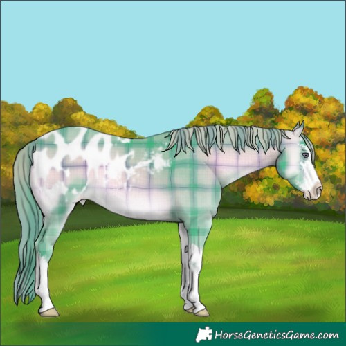 Horse Color:Watercolor Plaid  White Spotted Brown Chinchilla Onyx Mushroom Appaloosa 