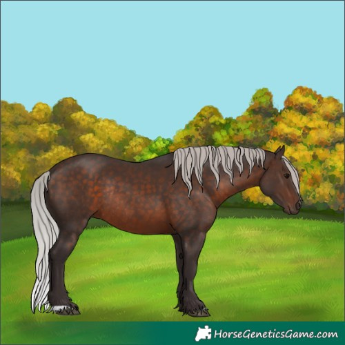 Horse Color:Silver Brown Rabicano 