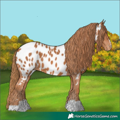 Horse Color:Chestnut Near Leopard