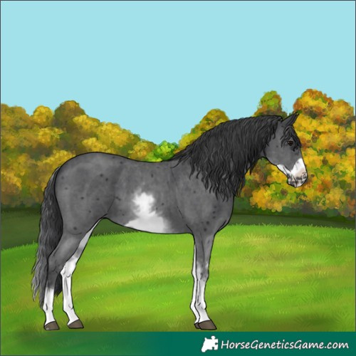 Horse Color:White Spotted Black Sabino Frame