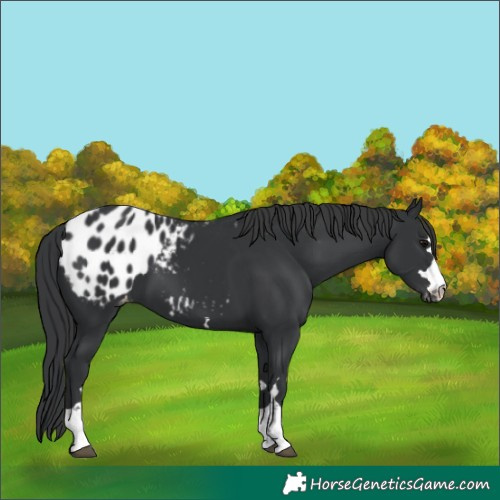 Horse Color:Black Appaloosa