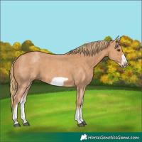 Horse Color:White Spotted Chestnut Sabino Frame