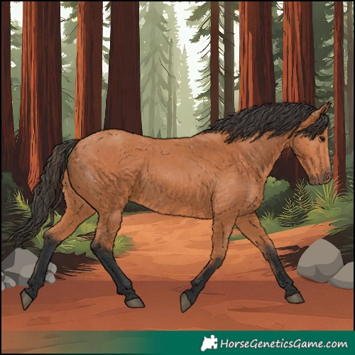 Horse Color:Unknown 